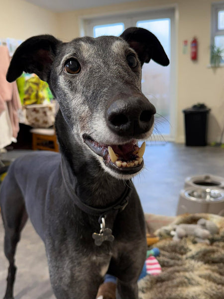 Wir unterstützen Makants Greyhound Rescue!