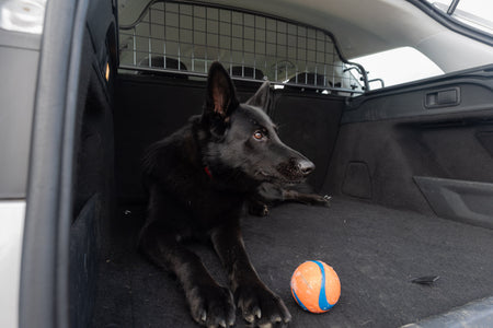 Wie man einem Hund hilft, der nicht gerne Auto fährt