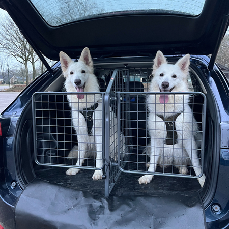 Mehrere Hunde sicher im Auto transportieren: So reisen alle Vierbeiner sicher und komfortabel