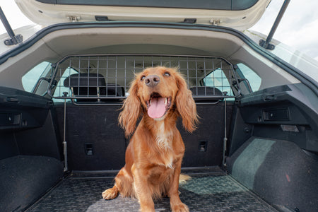 Alles Gute zum Nationalen Tag der Haustierliebe!